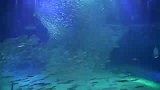旅游-水下唯美拍摄沙丁鱼组团秀舞