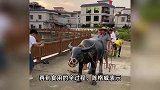广东一地村民拍“人偶模型”视频走红，网友：这阿姨动了，扣鸡腿