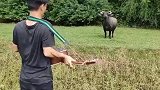 对牛弹琴现场版，牛受不了直怼着男子跑
