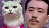 还以为是猫咪主演的电视剧 猫：你这人是不是有啥毛病