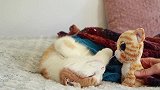 看你把小猫咪吵醒了吧，这奶凶奶凶的眼神，真是害怕呢！