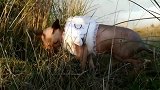 狗竟然也穿衣服，第一次见，真的是太奇怪了