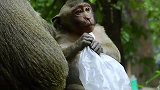 猴宝宝这塑胶袋可以吃吗？也不怕吃坏肚子