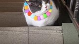 这么胖，快点跑步！它竟然听话乖乖的跑了肥猫 养猫日常