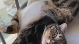 猫：一边儿去，别打扰我练瑜伽！
