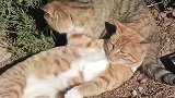 女生撞见流浪猫公然秀恩爱，公猫一个勾头亲令女生破防