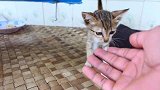 小奶猫饿了跟主人要食物吃，等了好一会才拿来，猫咪等的好着急