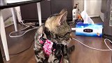 家里的猫咪太闷了，趴在窗台不肯下来，主人的反应太暖心了