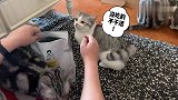 短腿猫靠才艺换取猫粮。喵：我可能不是狗，但你们是真的狗！