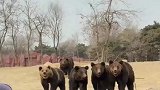动物园里熊熊和游客互动