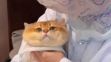 这个猫你是非撸不可吗？