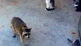 爱偷东西的小浣熊，看到猫在吃猫粮过去双手一捧