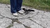 大街上看见一只奇怪的乌鸦，路人走过去一看，差点被它给蠢哭了