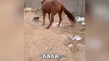 搞笑配音狗子欺负马，个子虽小脾气大！