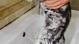 猫咪怕洗澡的，真的太方便了
