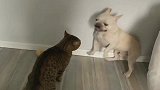狗狗被猫咪堵在角落，猫咪还没出手狗狗就先出手了，最后还是怂了
