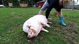 主人帮猪挠痒痒，站着挠不舒服这货直接躺下让主人挠
