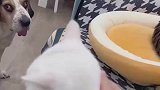 男子在家撸猫，被一猫一狗死亡凝视，我红眼了你自己掂量