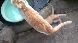 小奶猫不肯断奶跟着猫妈妈直叫唤，猫妈妈直接这样做