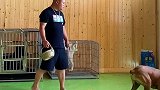千万不要送狗狗去上学卡斯罗 不然……猛犬也太凶了￼宠物