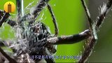 小伙自制遥控蜘蛛机器人，成品栩栩如生，网友：动手能力太强了