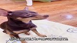 当聪明的狗遇到难缠的主人咋办？反正我是服了 心累