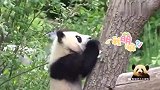熊猫宝宝梦圆和梦想一言不合就在树上“开战”，软萌画风超可爱