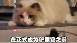 来来来，成为铲屎官的路子都在我这了，你真的不想拥有一个小可爱
