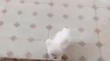 这眼神是在问你：我很乖，想不想带我回家