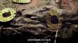 专家跳入盗洞探查古墓，意外摸到整片蠕动生物，吓得大声尖叫