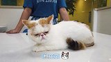 加菲猫难产被送医院，主人急哭了，它却在打盹