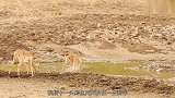 羚羊被鳄鱼死死咬住，羚羊无奈的放弃抵抗，鳄鱼你走吧
