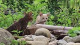 农村6个月大小奶猫，天天粘着猫妈妈，真是个跟屁虫