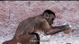巴拿马的猴类进入石器时代，专家们感到担忧，它们会变新型人类？