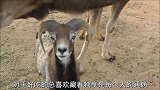 骆驼吃了山羊的草料，山羊：看我这小眼神，怕不怕！