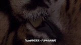 野猪和老虎大战，本以为完蛋了，不料野猪的举动让人敬