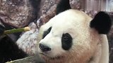超爱形象的大熊猫，发现自己流鼻涕，举动太搞笑了