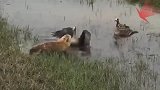 狐狸想要捕捉小鸭子，鸭子爸爸霸气护仔，小鸭子老爸威武！