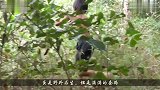 熊孩子的野外求生技能，巧妙地不劳而获，满满的套路