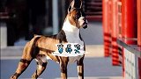 都说拳师犬像个明星，你们说他像谁