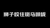 狮子一口咬住斑马喉咙，下一秒斑马疯狂报复，狮子的下场也太惨了