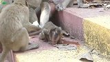 婴儿艾米因疼痛而哭泣，猴妈妈不管它了