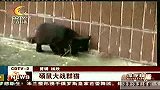 成都全搜索（娱乐）-20101124-搞笑视频：硕鼠大战群猫