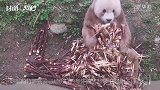 30秒｜快来看！棕色大熊猫七仔又“吃播”啦