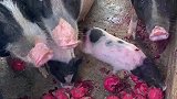 吃火龙果的猪肉是不是更香呢？