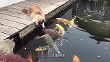 猫咪和鱼成好朋友！鱼排着队求抚摸，猫咪则用小爪碰碰，太萌了！