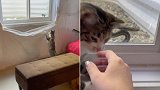 热心猫咪带领主人解救被困动物，主人过去发现是蛇被卡住