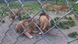 2 只狮子开打，1只打油狮抢走了食物。巴巴里狮趣事
