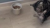 猫：向主人学习，用手手吃饭！