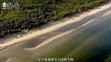 20000年前,人类曾对一种大型生物赶尽杀绝,如今后悔莫及